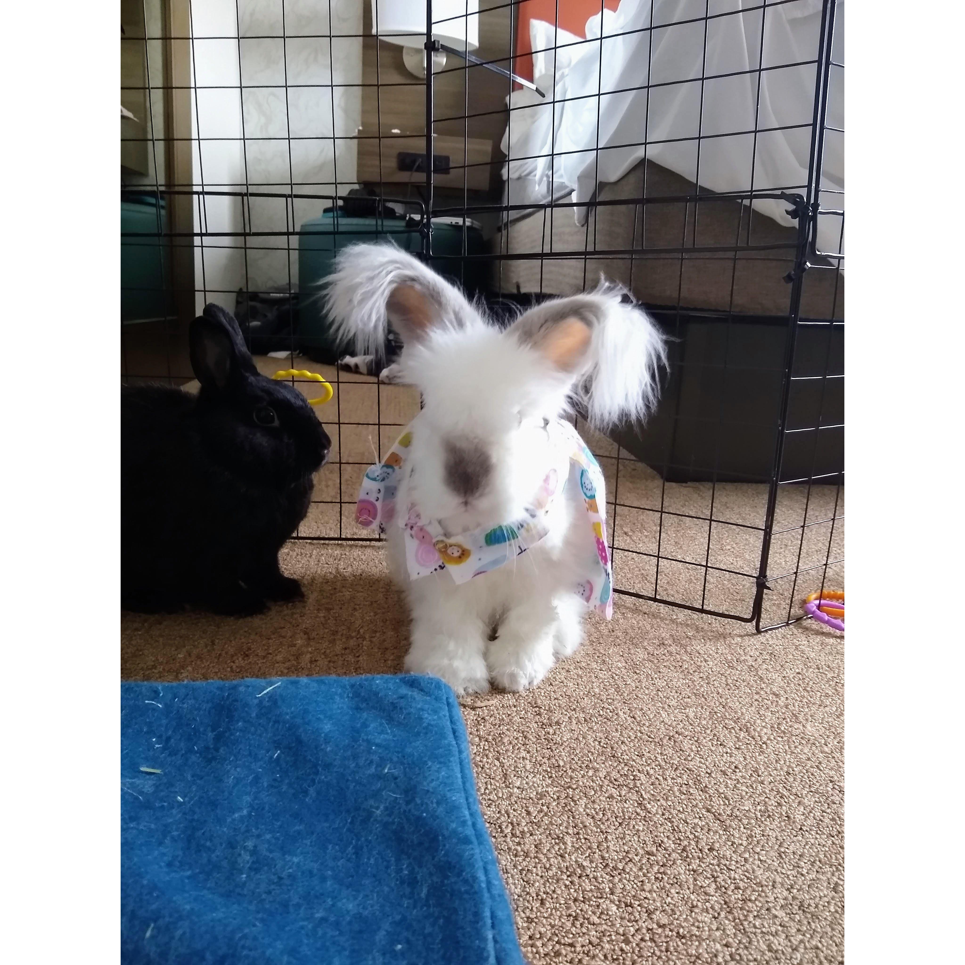Our sweet Lola