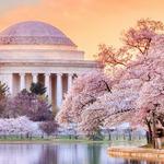 The National Cherry Blossom Festival