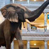 Smithsonian National Museum of Natural History