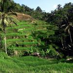 Jatiluwih - unesco protected rice paddies