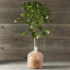 Dwarf Bare-Root Meyer Lemon Tree