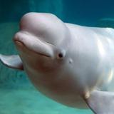 Mystic Aquarium
