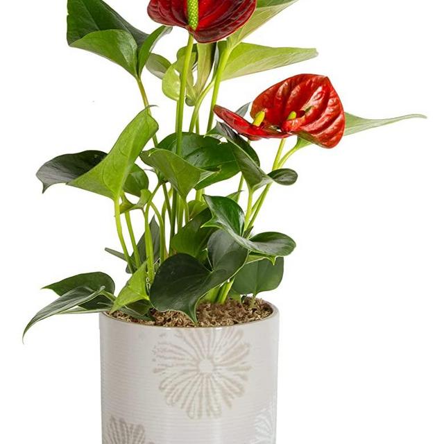 Costa Farms Live Anthurium Indoor Plant in Premium, Love Stone Planter 12-Inches Tall, Fresh from Our Farm