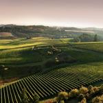 Yamhill County Wineries