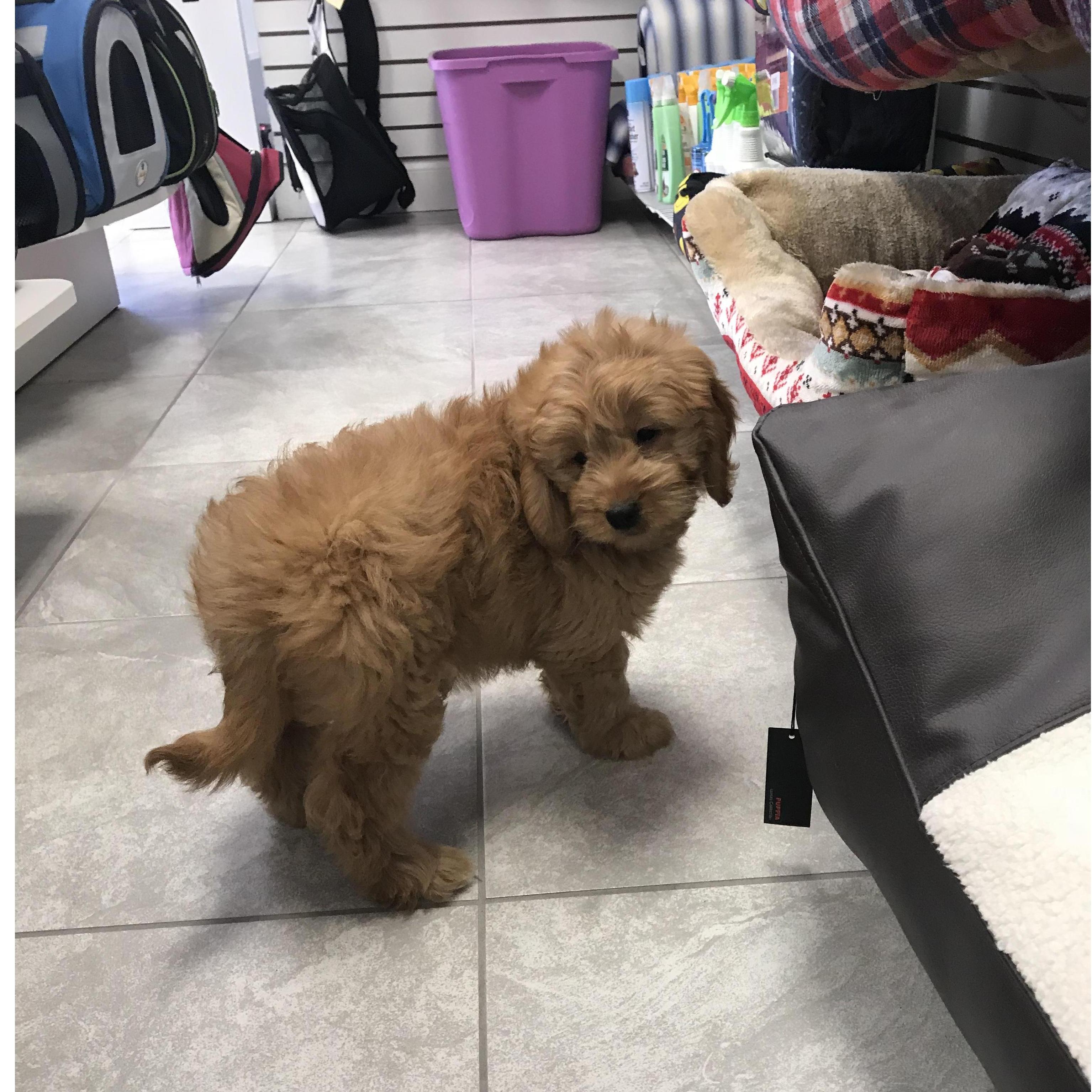 Our little Honey bear the day we got her. One of our biggest decisions together as a couple!