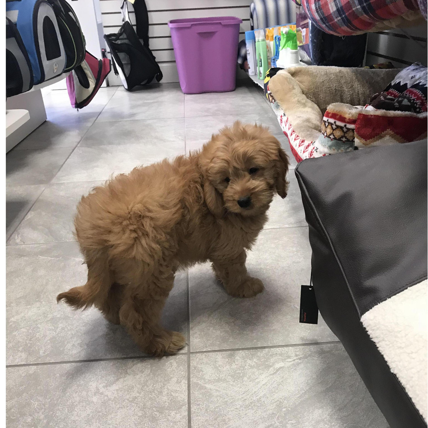 Our little Honey bear the day we got her. One of our biggest decisions together as a couple!