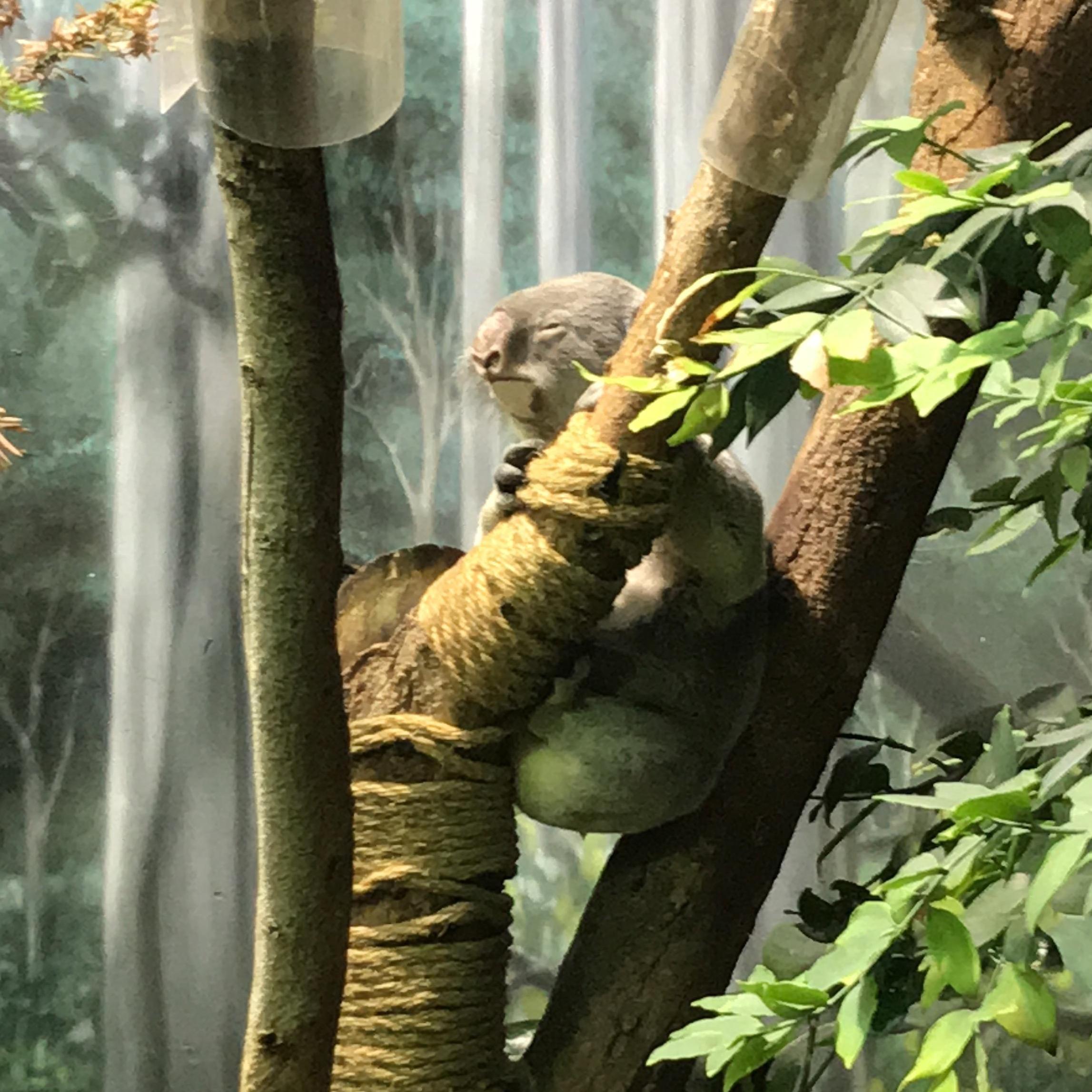 First time to the Cleveland Zoo and Lauren did not want to leave!