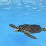 Turtle Hospital 🐢
