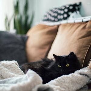 Cozy sofa fund