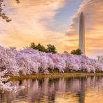 Cherry Blossom Sight