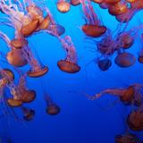 Monterey Bay Aquarium