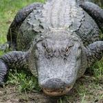 Spirit of the Swamp Airboat Rides