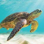 Snorkeling
