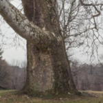 Brandywine River Museum of Art
