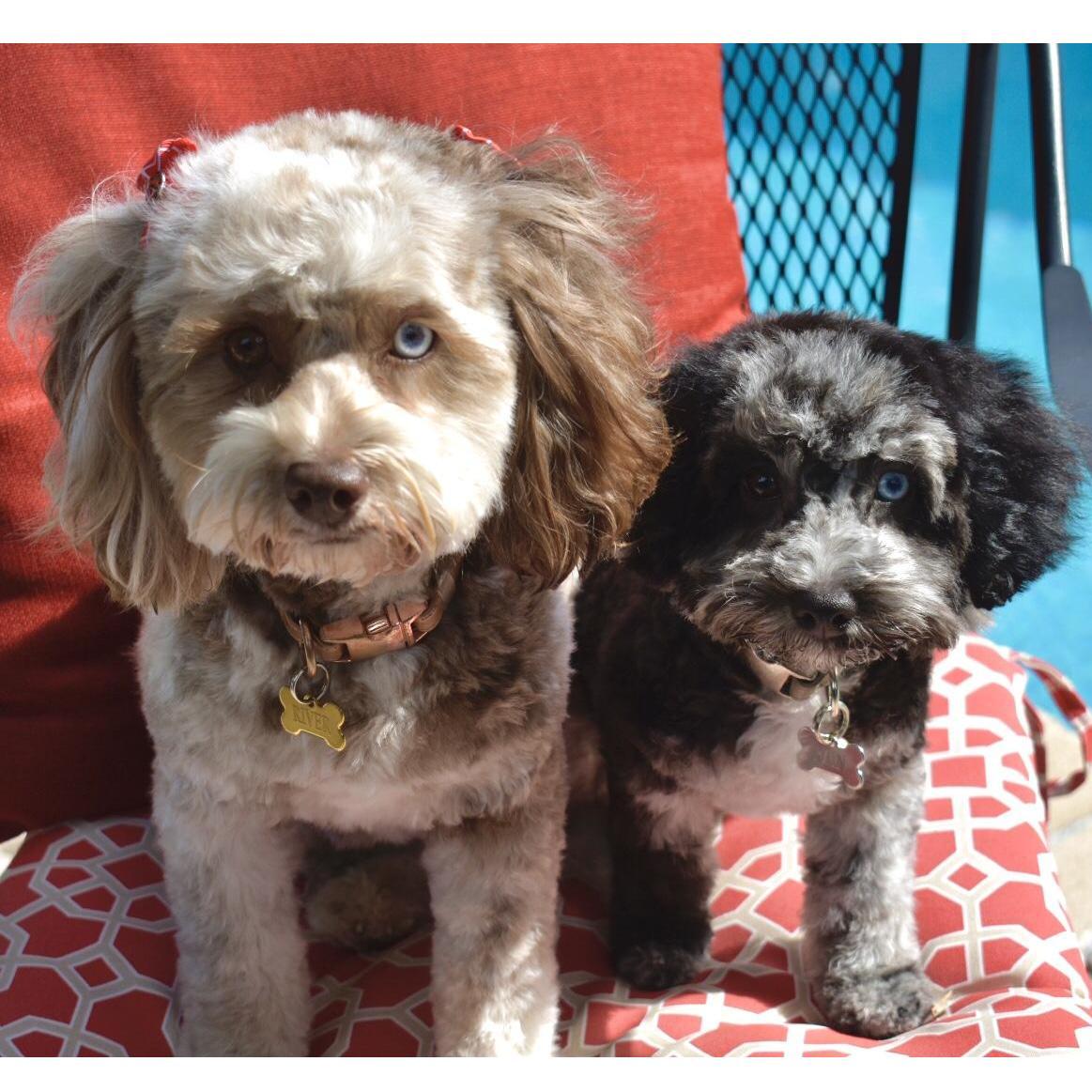 Our Fur-Children, River & Rain.