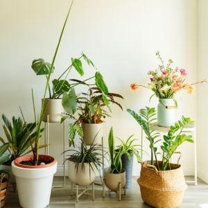 A bit of greenery for our home