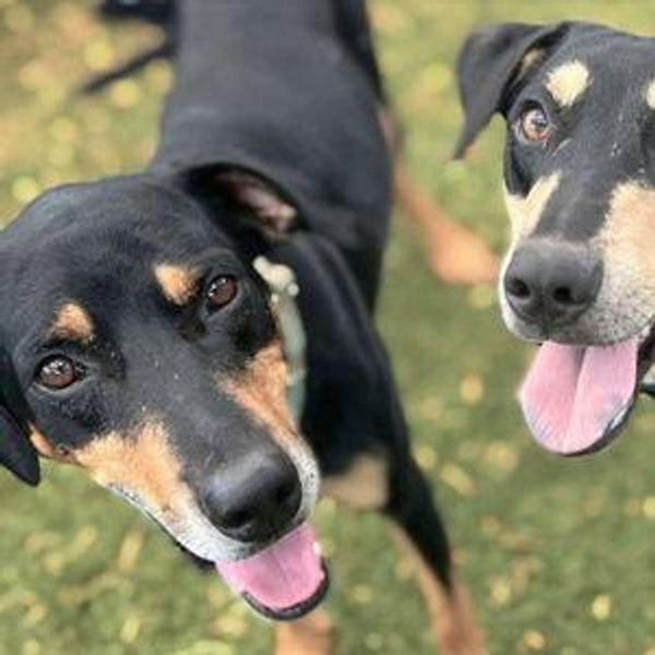 Maui Humane Society