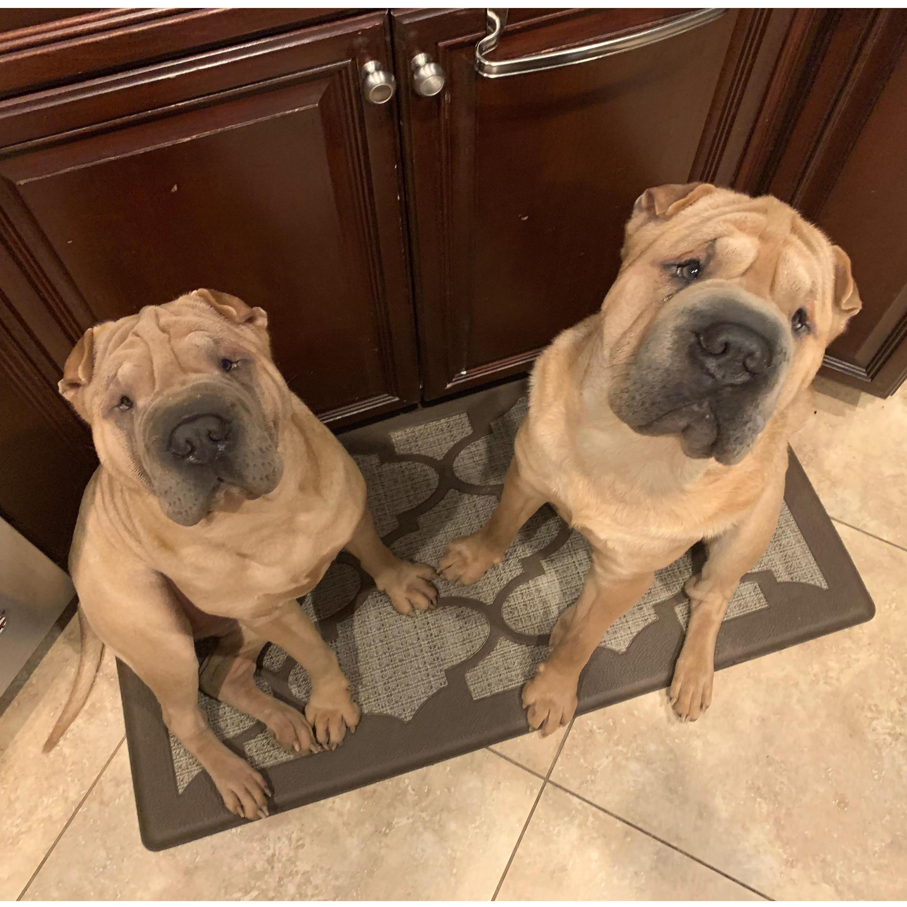 We love animals especially our Shar-pei babies! Kenny grew up with Shar-peis as pets thanks to his mom's love for the dogs. We are carrying on this trend and raising a few ourselves.