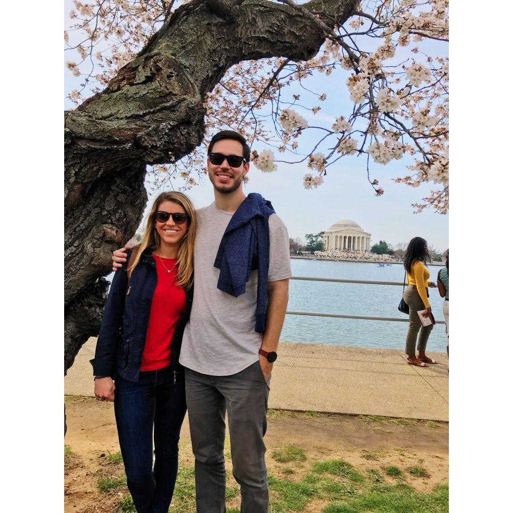 Cherry Blossoms - in Japan or something.