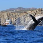 Whale Watching