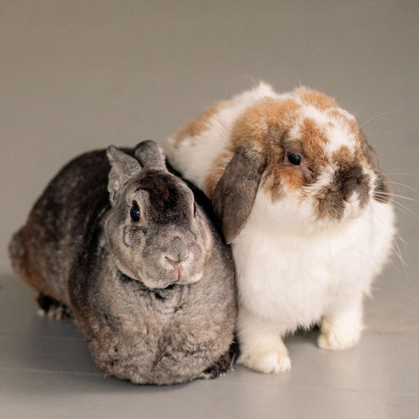 Bunny Boarding for Benny & Honey