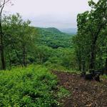 Hixon Forest