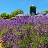 Quiet Hills Lavender Farm