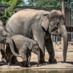 Houston Zoo