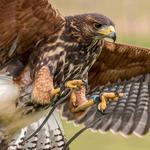 National Centre for Birds of Prey (NCBP)