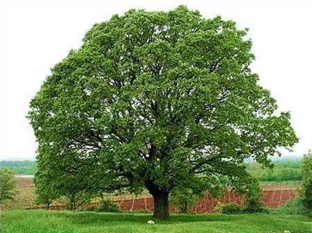 White Oak Tree