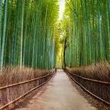 Arashiyama Bamboo Forest