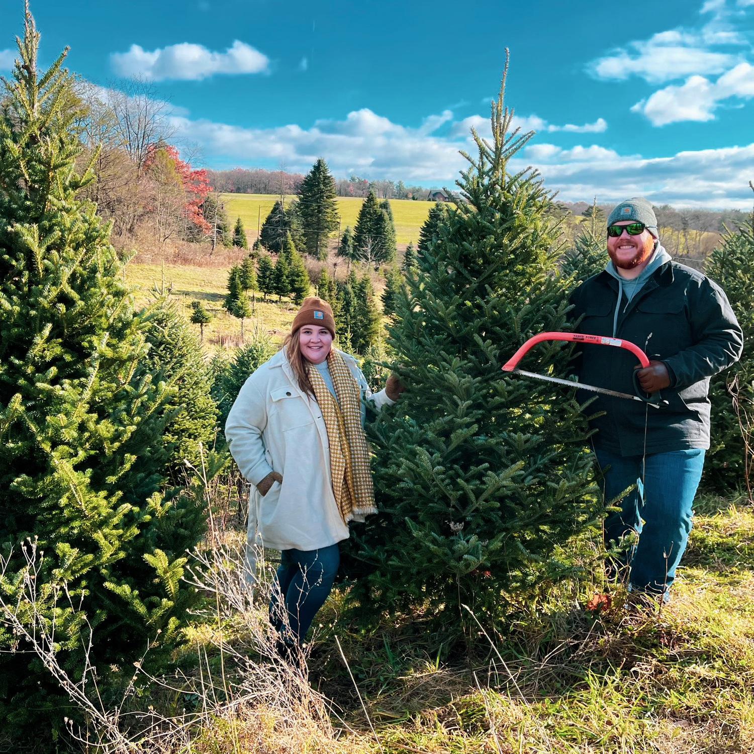 Christmas tree picking!