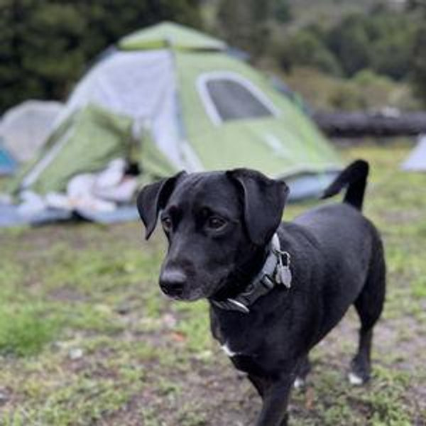 Frankie's Fund