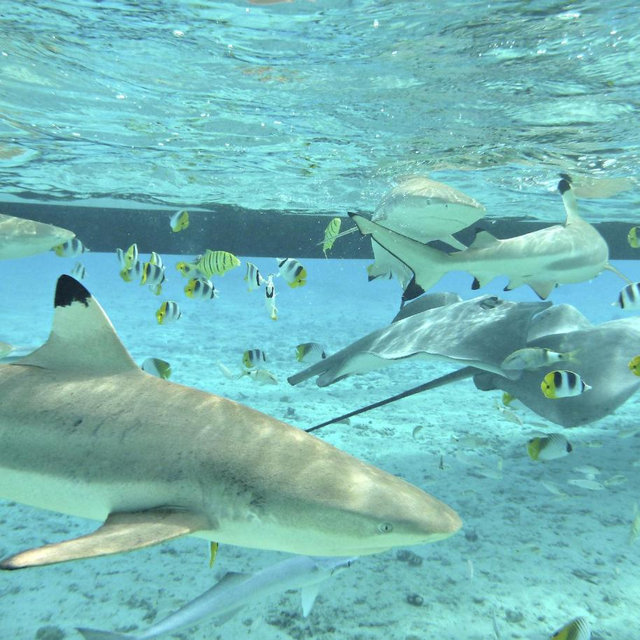 3 Hour Lagoon Snorkeling Tour (rays & sharks)