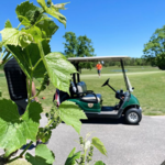 Vineyard National at Renault