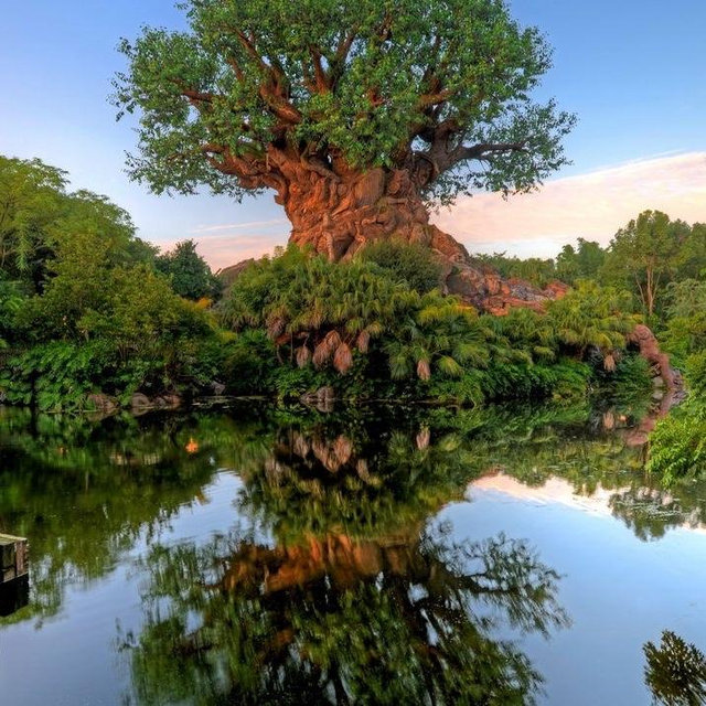 Joel’s Birthday to Animal Kingdom