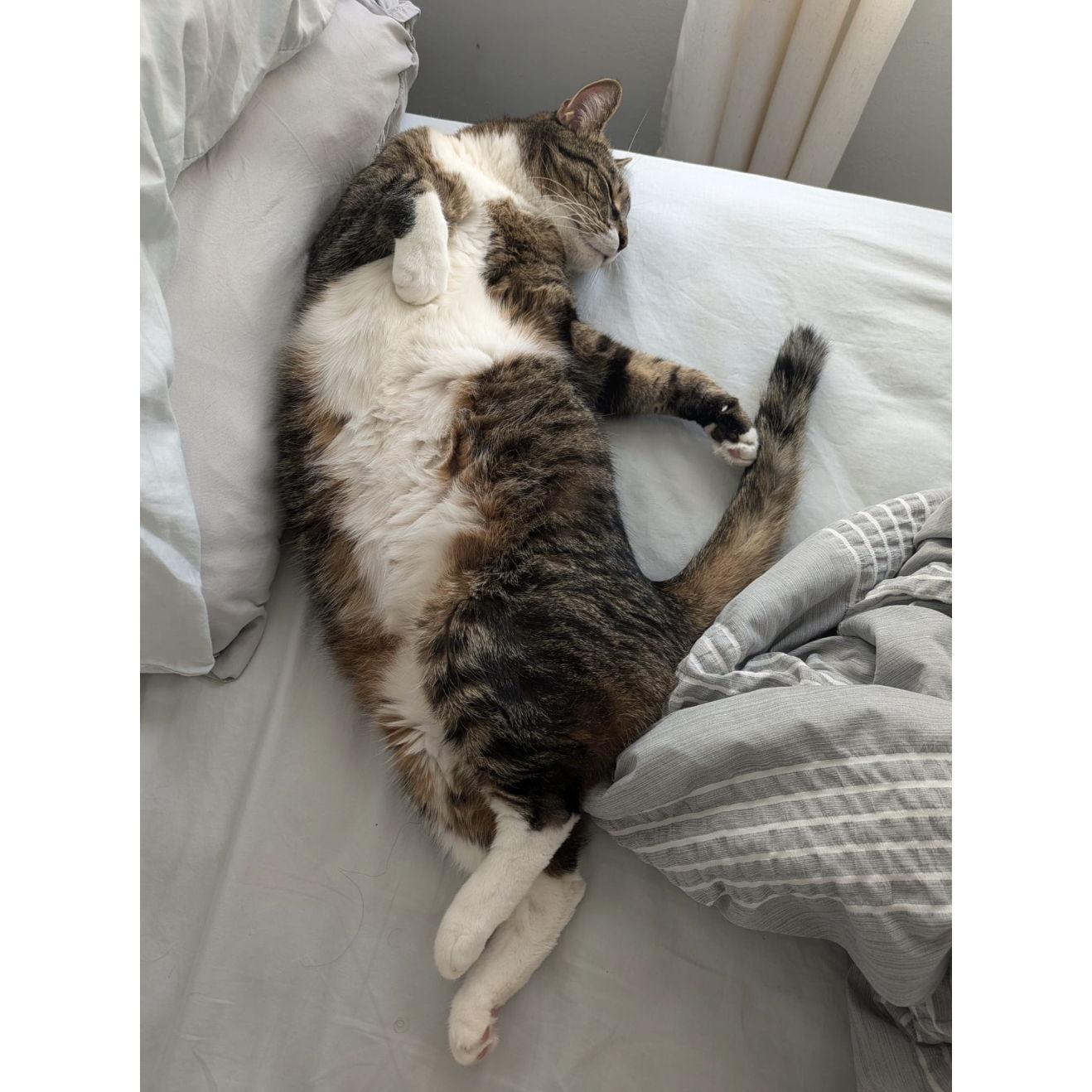 Bonus photo of Ziggy.