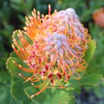 Kirstenbosch National Botanical Garden