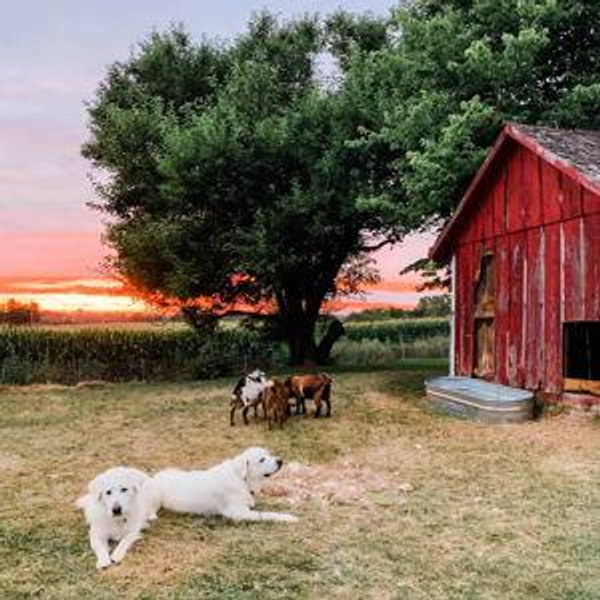 Down payment on a house / animal sanctuary