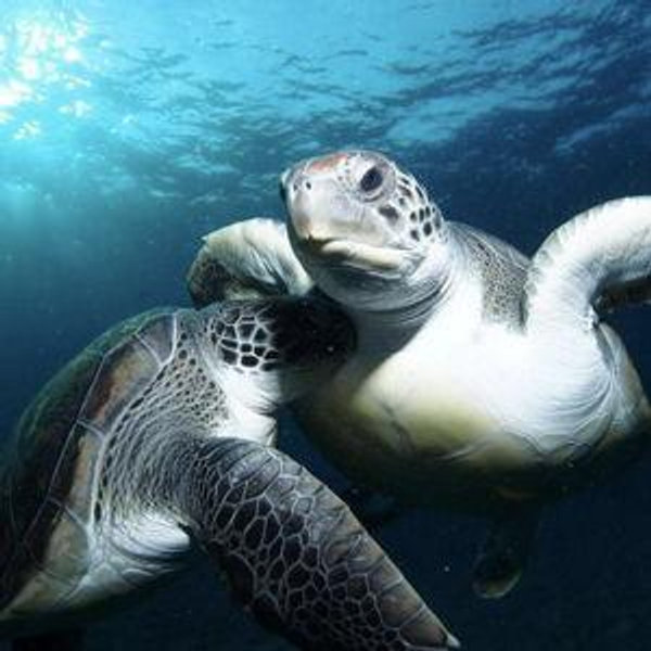 Turtle and Snorkel Tour