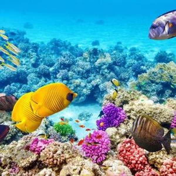 O&V's Coral Reef Dream Honeymoon