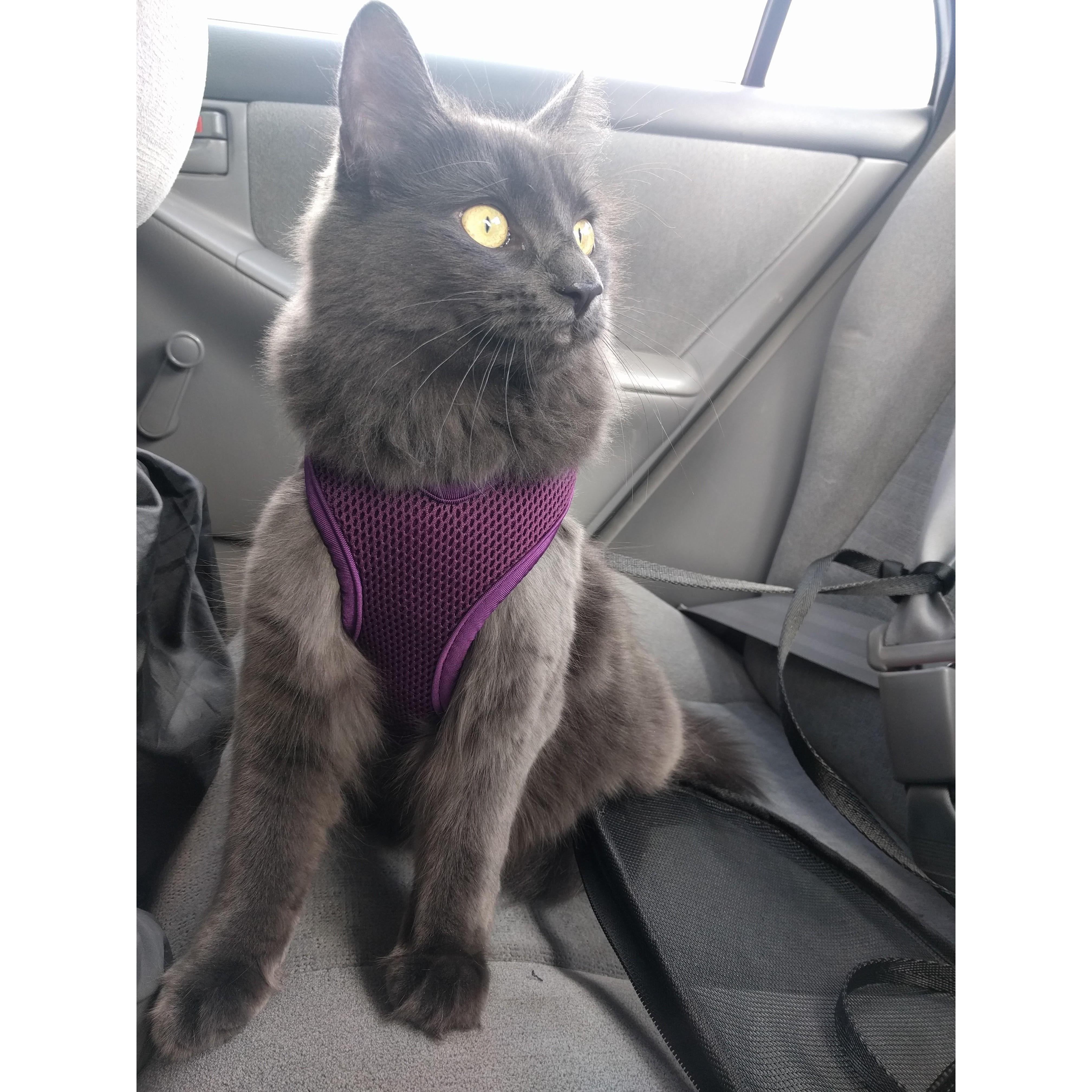 Luckily we have a cat that is also adventurous! She loves her harness and car rides :)