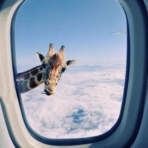 Round-Trip Flights to Africa (pay with credit card)