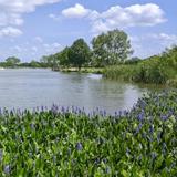 Seabourne Creek Nature Park