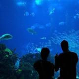 Downtown Aquarium