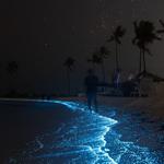 Bioluminescent Bay