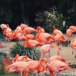 San Diego Zoo
