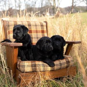 Puppy Fund!