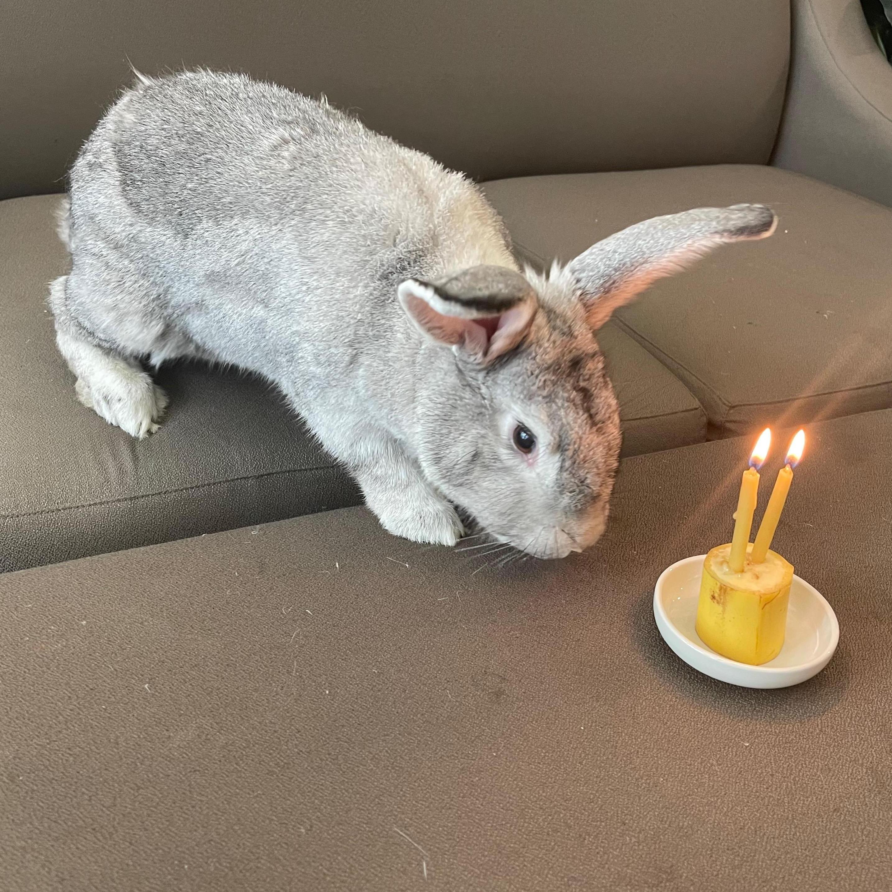 Teddy's second adoptaversary. :)