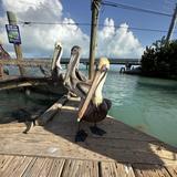 Robbie's of Islamorada